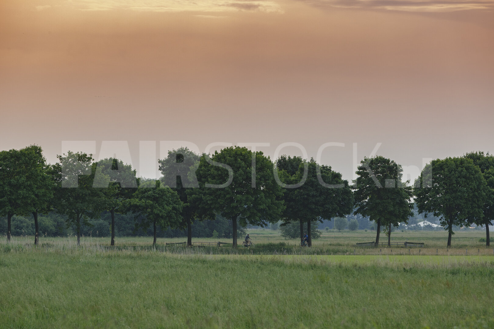 Weelderig groen landschap met bomenrijen