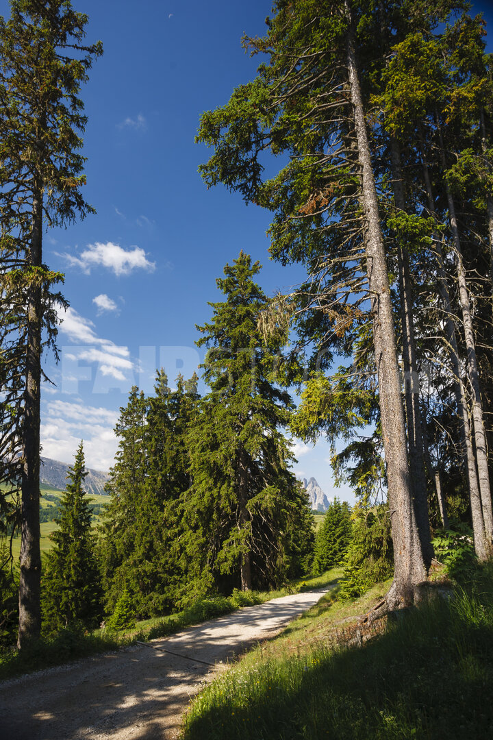 Slenterpad door weelderig groen en hoge naaldbomen
