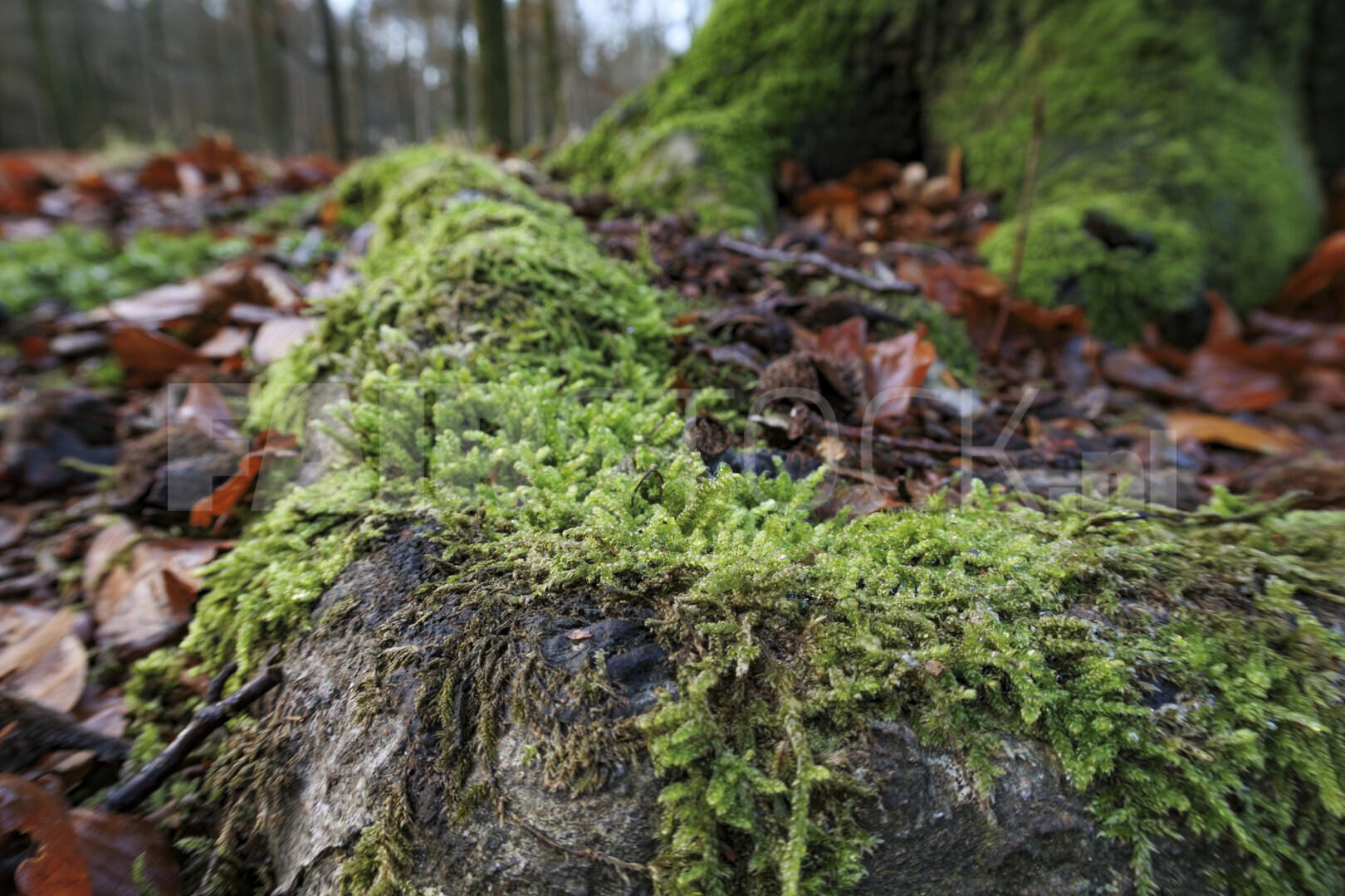 Herfst naar winter in het stille bos