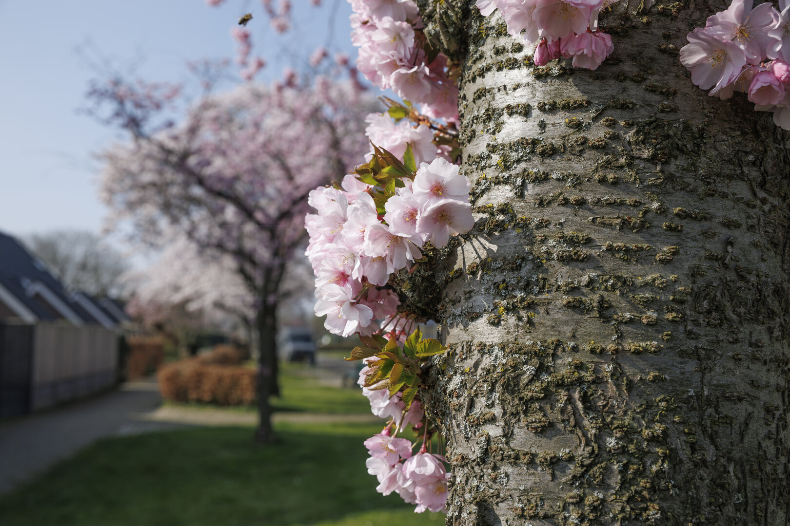 Kersenbloesem bloeit in Zevenbergen, Noord-Brabant