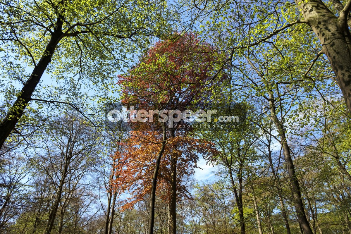 Tall tree stands out with vibrant red foliage among green leaves