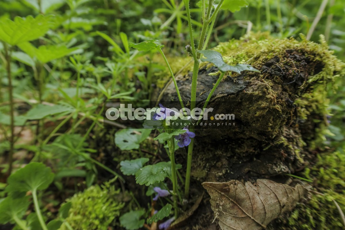 Wildflowers bloom amidst lush greenery in a serene forest settin