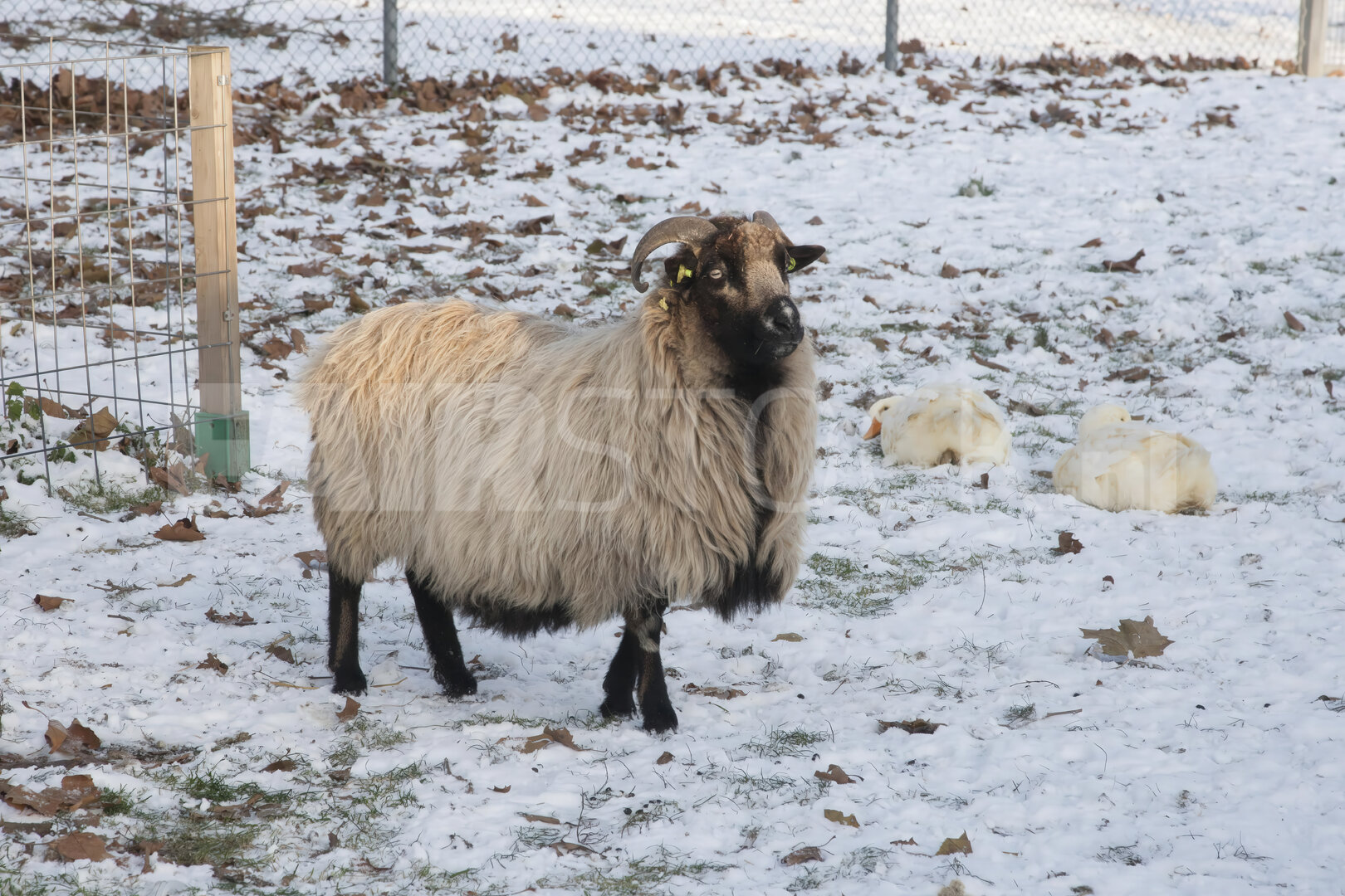 Winterpret op de kinderboerderij met schapen