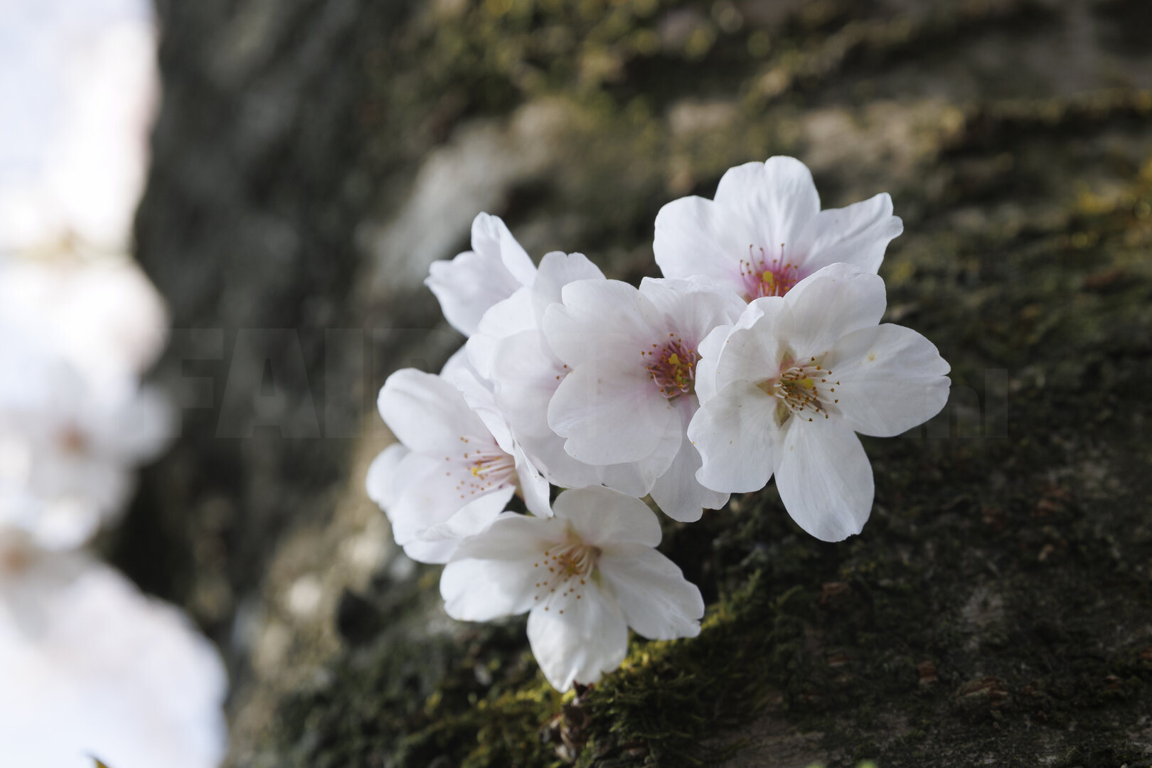 Bloeiende kersenbloesem op boomstam in Noord-Brabant