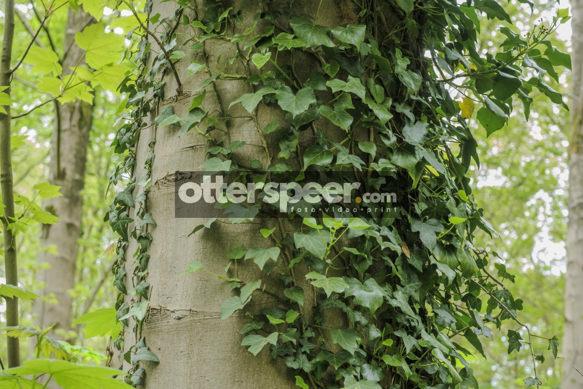 Lush green ivy climbing a tall tree in a serene forest environme