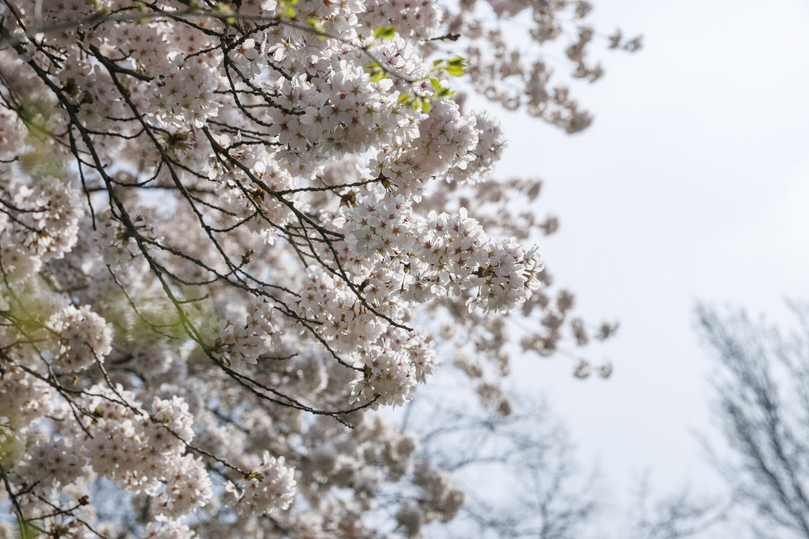 Kersenbloesem in lentelicht
