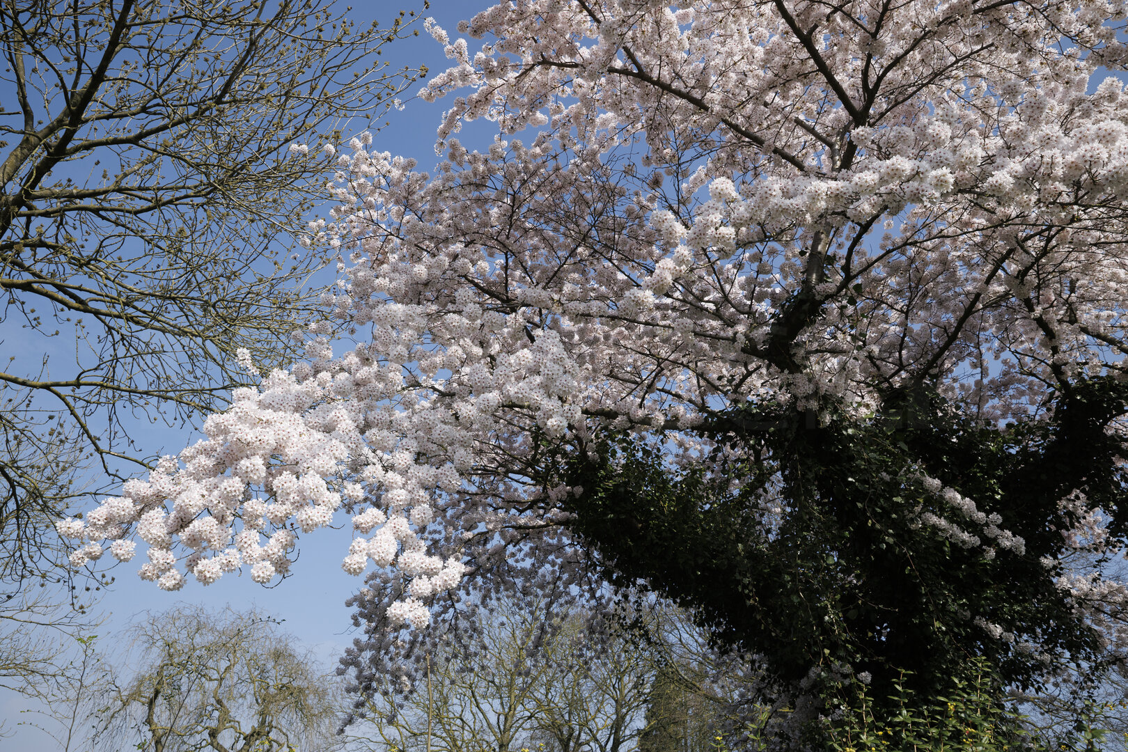 Bloeiende kersenboom in lentezon