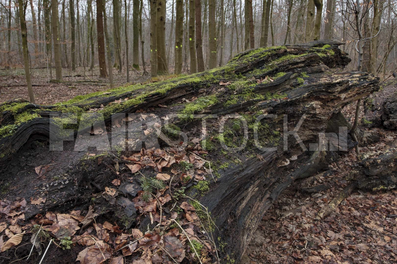 Omgevallen boom bedekt met mos in rustig bos
