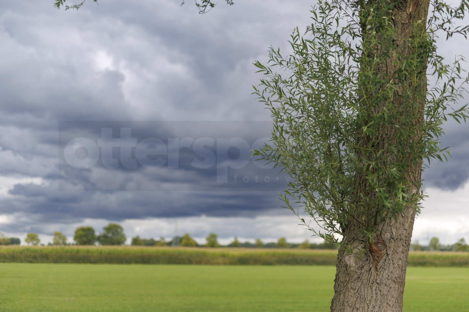 Dreigende wolken boven groen veld met boom