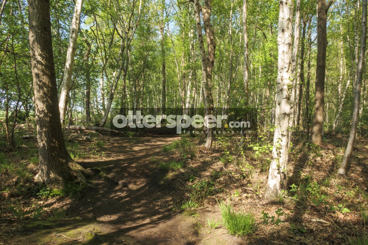 Serene walking path in a lush green forest during a bright after