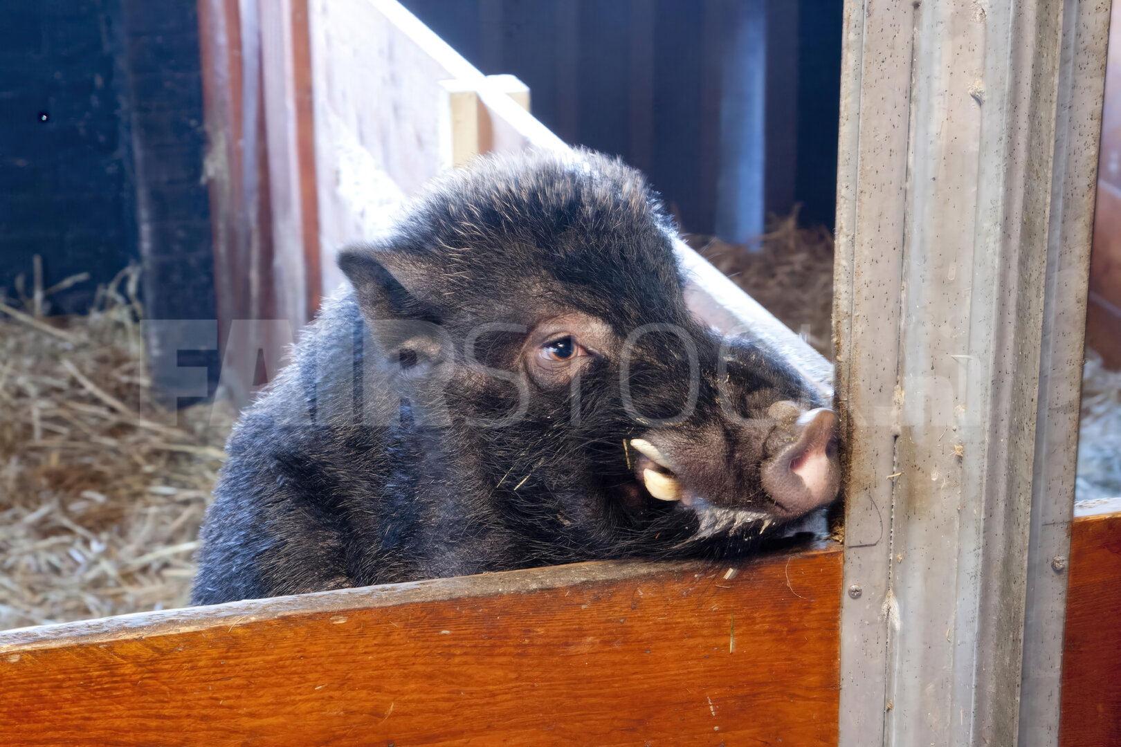 Spelend biggetje in kinderboerderij