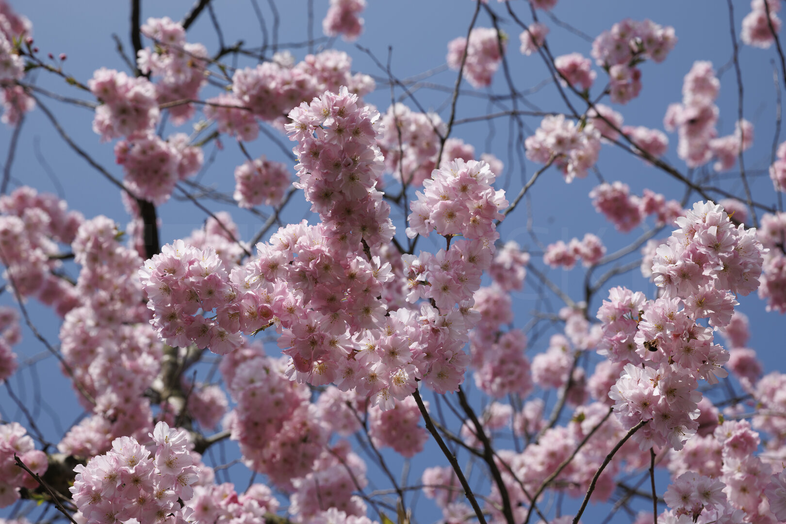 Kersenbloesem in volle bloei onder blauwe lucht