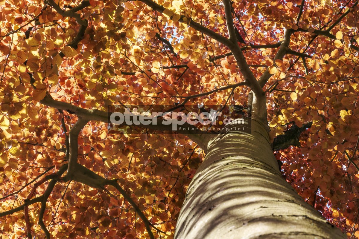 Vibrant autumn leaves create a stunning canopy in a serene fores