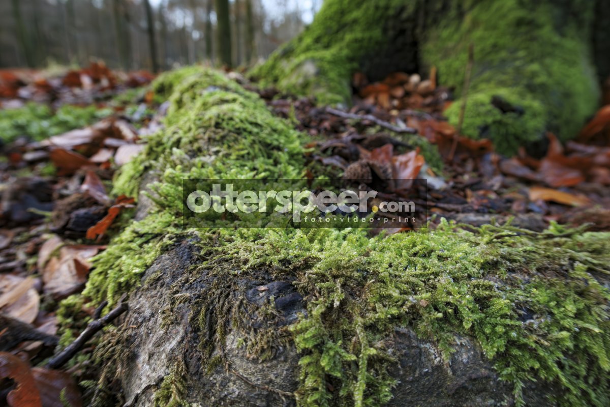 Mos en herfstbladeren op bosbodem