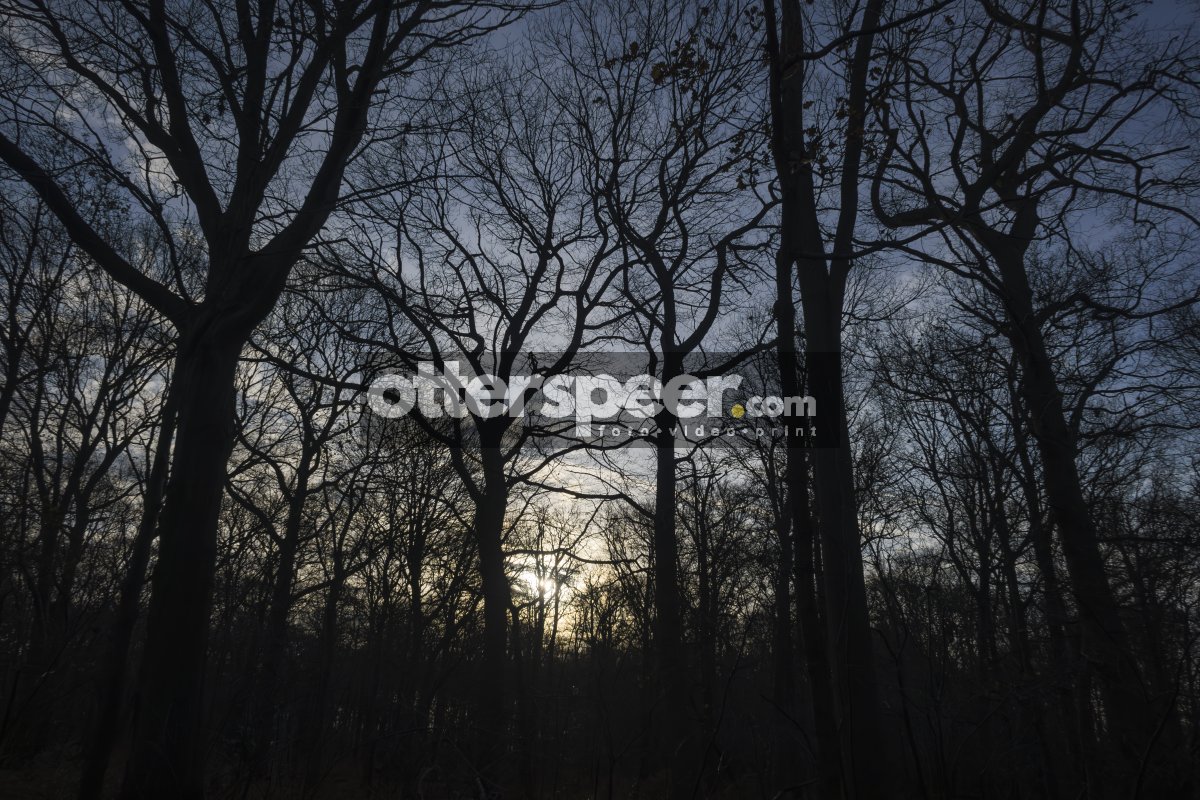 Schemering in het bos: overgang naar winter