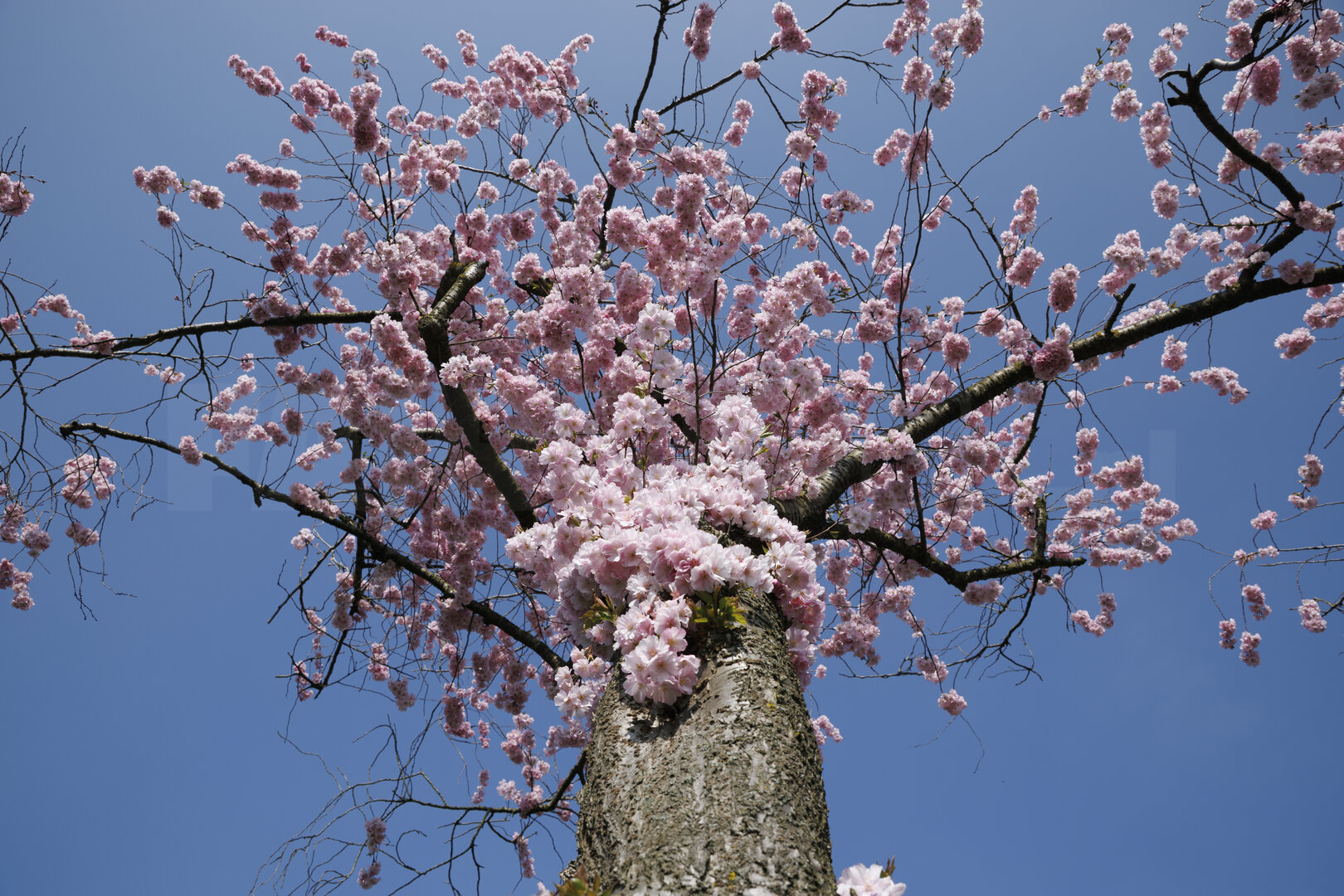 Kersenbloesem in volle bloei onder blauwe lucht