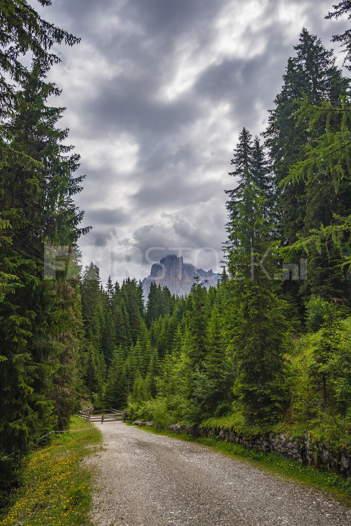 Schilderachtig bospad in de Italiaanse Alpen